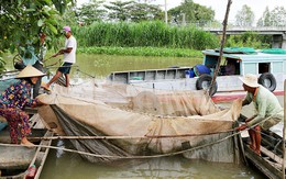 Sắp cuối lũ 2018, giá cả đặc sản lũ miền Tây càng chộn rộn