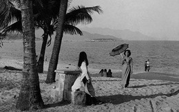 Nha Trang - Những hàng cây đã cũ