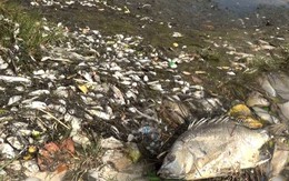Cá chết trắng ao, nông dân điêu đứng