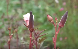 Lạ mắt với na tím, đậu bắp tím