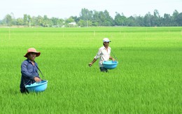 Nông dân 'chóng mặt' vì giá phân bón tăng