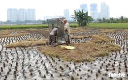 Làm ruộng giữa thành phố nhộn nhịp