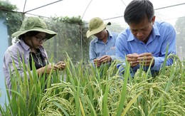 Người yêu lúa, cưng lúa như trứng mỏng