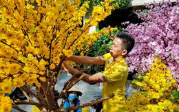 Mai, đào vải chưng tết giá chục triệu vẫn hút khách