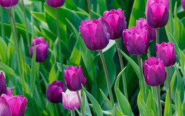 Trồng thành công hoa tulip tại miền núi Quảng Trị