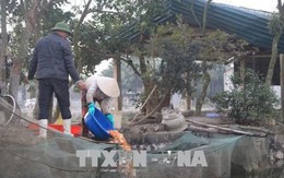 Làng nghề nuôi cá chép “cõng” ông Công, ông Táo bội thu