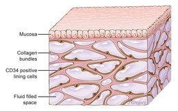 Phát hiện bộ phận mới trong cơ thể người