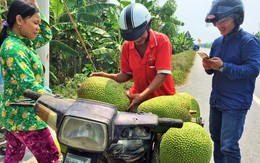 Giá mít Thái cao kỷ lục, một triệu đồng một trái 20 kí