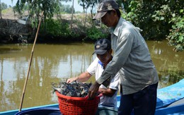 Thương hiệu “tôm càng xanh Vĩnh Thuận”