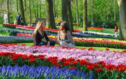 Đến thăm 'Thiên đường hoa' Keukenhof ở Hà Lan