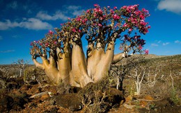 Đến Yemen khám phá 'vùng đất cây máu rồng' Socotra