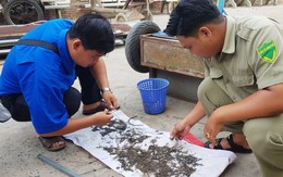 Đinh xuất hiện trên quốc lộ 1, chính quyền ra tay thu gom