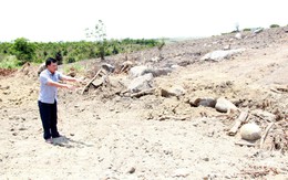 Bất thường trong hồ sơ nguồn gốc của 3 cây 'siêu khủng'