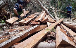 'Nhiều địa phương có biểu hiện làm ngơ cho phá rừng'