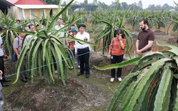 Thanh long trồng không đủ bán