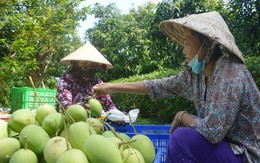 Nông dân đừng trồng mù, bán mù