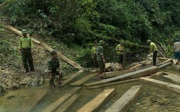 Để mất rừng, nguyên đội trưởng kiểm lâm cơ động bị kỷ luật