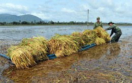 Sáng đêm giữ đê cứu lúa