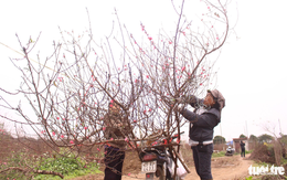 Đào Nhật Tân xuống phố sớm