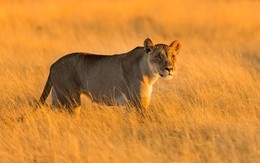 Sắc màu hoang dã Namibia