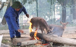 Lắp máy sưởi ấm cho hổ, voi, gấu, sư tử