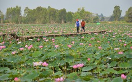 'Quên lũ' bằng sinh kế mới