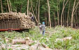 Chiếm đoạt tiền xong, nhắn tin cho nạn nhân ‘mày bị lừa rồi’