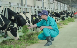 Tết tại 'resort' bò sữa Vinamilk có gì đặc biệt?