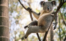 Gấu Koala trở thành ‘ngôi sao mạng xã hội’ nhờ dáng ngồi sexy