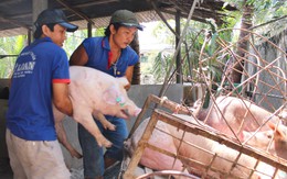 Căng mình phòng dịch tả heo châu Phi lan vào phía Nam