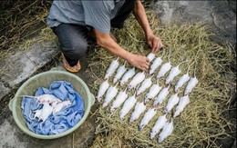 Đặc sản thịt chuột của Việt Nam lên tạp chí National Geographic