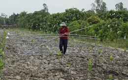 'Cơn sốt' mít Thái và câu chuyện thị trường