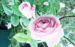 Bình đẳng giới không phải ở bông hoa