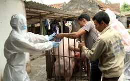 23 ổ dịch tả heo châu Phi đã được khống chế