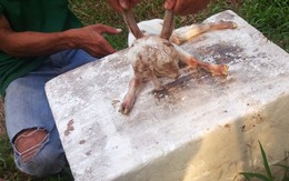 Dê lạ có 2 đầu, 4 mắt nhưng chỉ có 3 lỗ tai