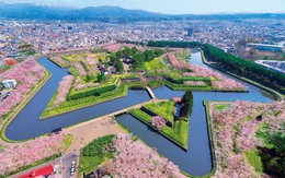 Tuyệt sắc hoa anh đào giữa đất trời Hokkaido Nhật Bản