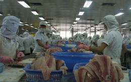 Mỹ áp thuế cao với cá tra Việt Nam