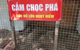 Còn nhiều rắn hổ mây 'khủng' dưới chân Núi Cấm