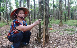 Tiêu rớt giá, nông dân 'thủ phủ' Bình Phước lao đao