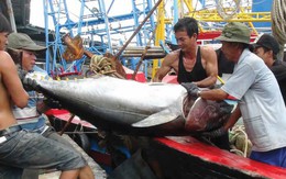 Đánh bắt 'chuẩn mực'