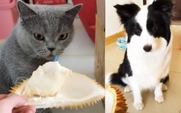 Bật cười mèo ngất xỉu, chó che mũi khi ngửi mùi sầu riêng