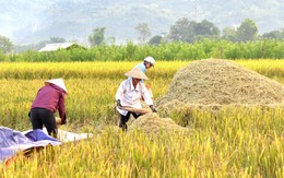 Mùa lúa vàng trên cánh đồng Mường Tấc vùng Tây Bắc