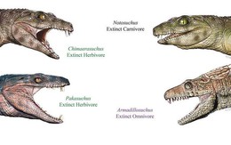 Cá sấu cổ đại vốn nằm nhấm nháp hoa quả?