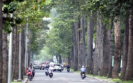 Những loại cây có hoa nào sẽ được trồng ở TP.HCM?