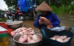 Cá lồng bè chết, trôi sông hàng ngàn tấn, ngư dân bán như cho đầy đường