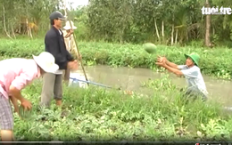 Video: Niềm vui trên những cánh đồng dưa hấu trái mùa