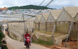 Trồng rau, hoa dùng nhà kính: công nghệ cao hay hóa chất?