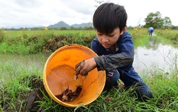 Chợ cua đồng nửa đêm về sáng trong lòng thành phố