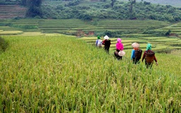 Mùa gặt 'hạt vàng' ở ruộng bậc thang Y Tý