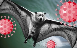Nguy cơ đại dịch từ 850.000 virus lạ trên động vật